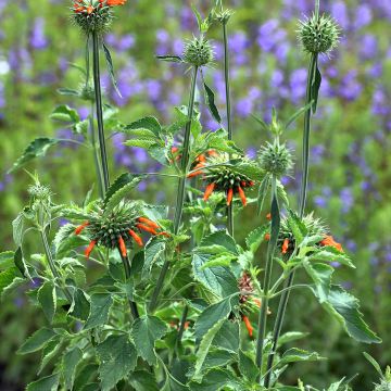 Leonotis nepetifolia (semillas) - Oreja de león