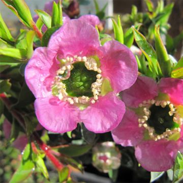 Leptospermum Karo Spectro Bay