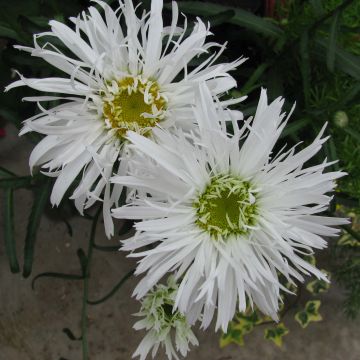 Leucanthemum Aglaia - Margarita mayor
