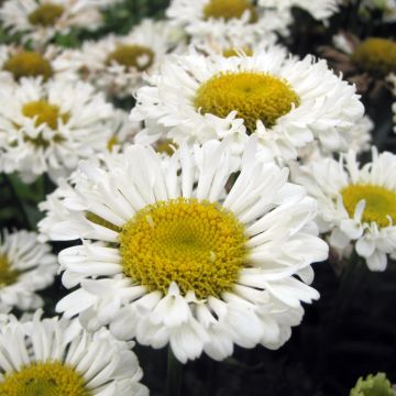 Margarita Reina Real Neat - Leucanthemum superbum