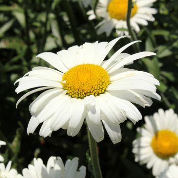 Margarita Reina Alaska - Leucanthemum superbum