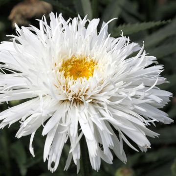 Margarita Reina Snehurka - Leucanthemum superbum