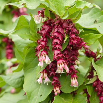 Leycesteria formosa (semillas) - Madreselva del Himalaya