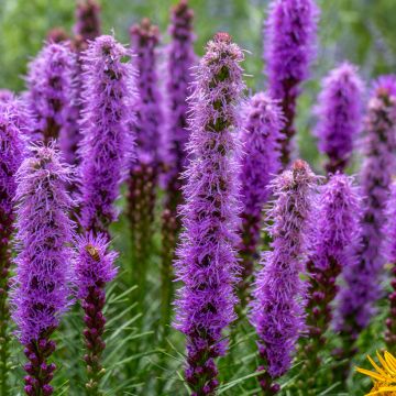 Liatris pycnostachya - Liatride