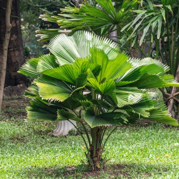 Licuala grandis - Palmera
