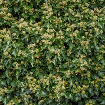 Hedera helix Arborescens