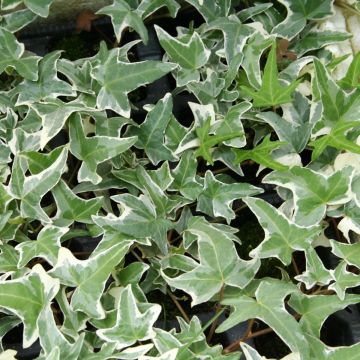 Hiedra Sagittifolia Variegata
