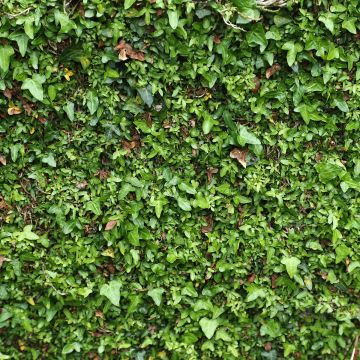 Hedera helix Spetchley 