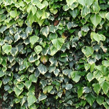 Hiedra de Persia Dentata Variegata