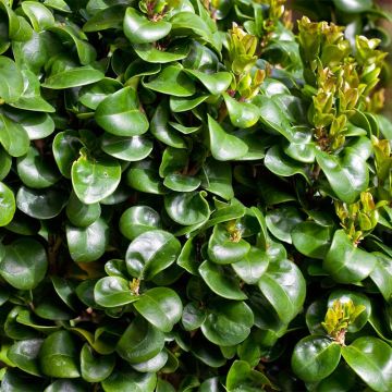 Aligustre del Japón Stiff Coriaceum - Ligustrum japonicum