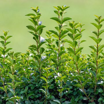Ligustrum ovalifolium Green Diamond - Aligustre de California