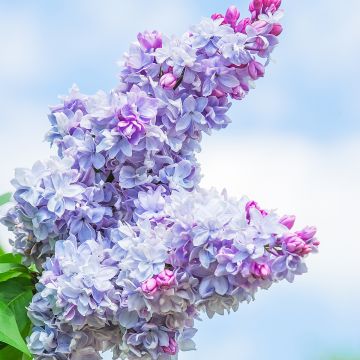 Lila Nadezhda - Syringa vulgaris