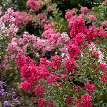Lagerstroemia indica Gourmet Red Red Wine - Árbol de Júpiter