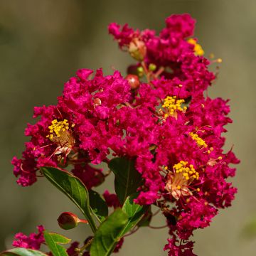 Árbol de Júpiter Caroline Beauty - Lagerstroemia indica