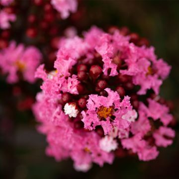 Árbol de Júpiter Enduring Pink - Lagerstroemia indica