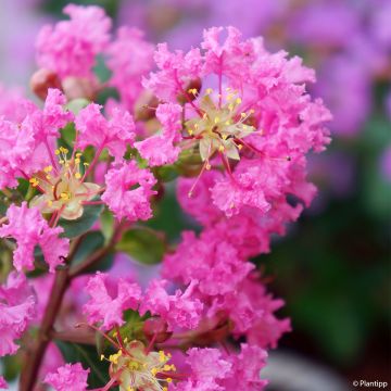 Árbol de Júpiter Girl With Love - Lagerstroemia indica