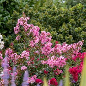 Lagerstroemia indica Gourmet Choco Pink  - Árbol de Júpiter