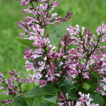 Syringa Baby Kim - Lilo enano