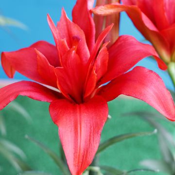 Lilium asiatica Bald Eagle - Lirio asiático