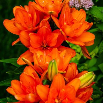 Lilium asiatica Hulk Lilium asiatica Hulk