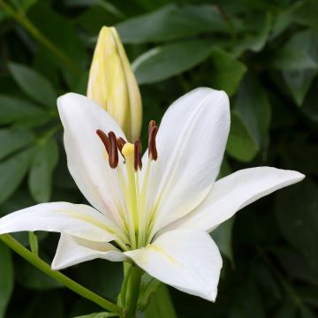 Lilium Gwen - Lirio
