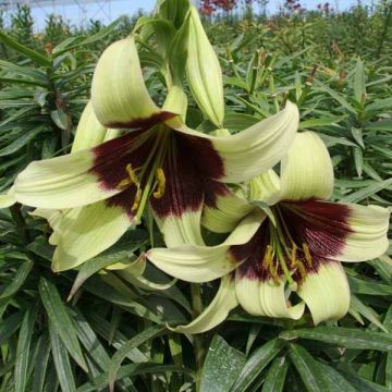 Lilium nepalense - Azucena