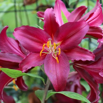 Lilium Purple Prince - Lirio
