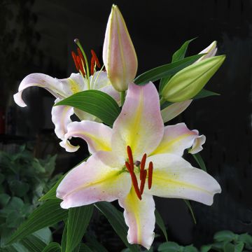 Lilium Hocus Pocus - Lirio