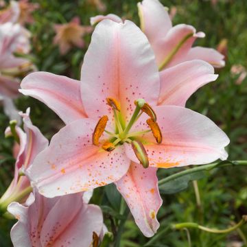 Lilium Salmon Party - Lirio