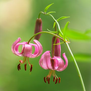 Martagón - Lilium martagon