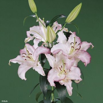 Lilium Brasilia - Lirio