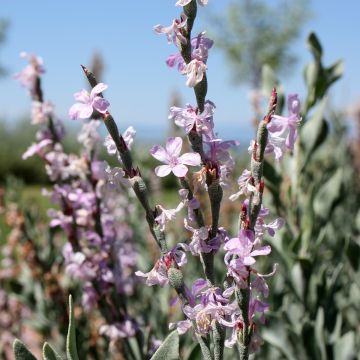 Limoniastrum monopetalum - Salado