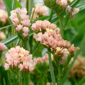 Limonium sinuatum QIS Apricot