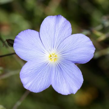 Linum perenne Saphir - Lino azul