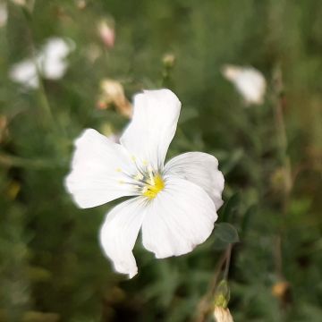 Linum perenne Diamant - Lino azul