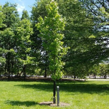 Liquidambar styraciflua Slender Silhouette
