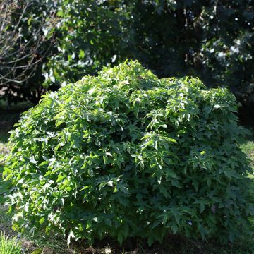 Liquidambar styraciflua Gum Ball