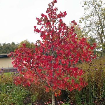 Liquidambar styraciflua Lane Roberts