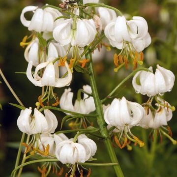 Martagón var. album - Lilium martagon