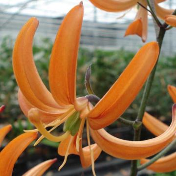 Martagón Orange Marmelade - Lilium martagon
