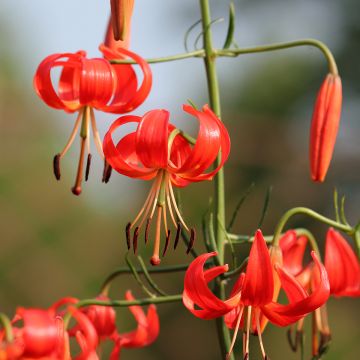 Lilium pumilum - Azucena