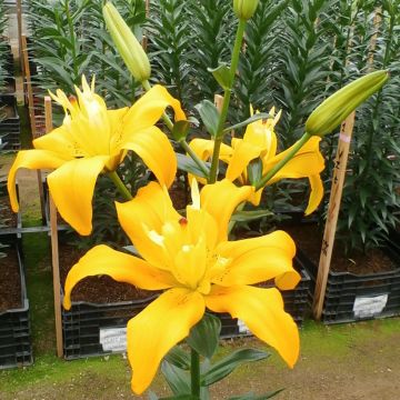 Lirio Backhand Butterfly Spring