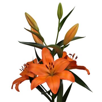 Lilium Eremo® - Lirio