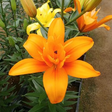 Lilium Forehand Butterfly Angel - Lirio