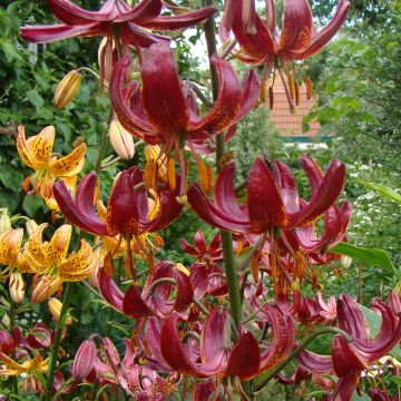 Martagón P320 JW10 - Lilium martagon