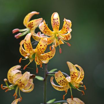 Martagón Sunny Morning - Lilium martagon