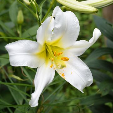 Lilium regale Album - Azucena