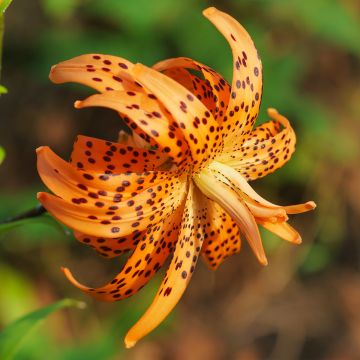 Lilium lancifolium Flore Pleno - Lirio de tigre