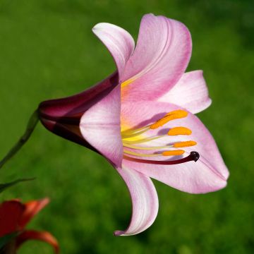 Lirio Pink Perfection