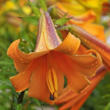 Lirio African Queen
